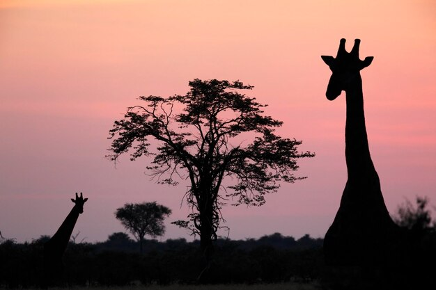 Giraffe Silhouette