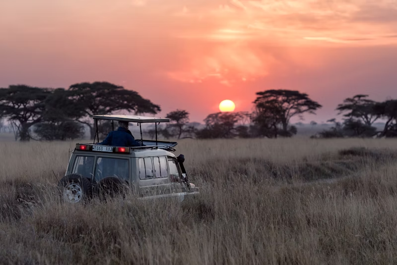 Sunset Safari